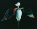 Regenbogenvogel, h = 1,70 m